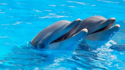 Dolfinarium-header